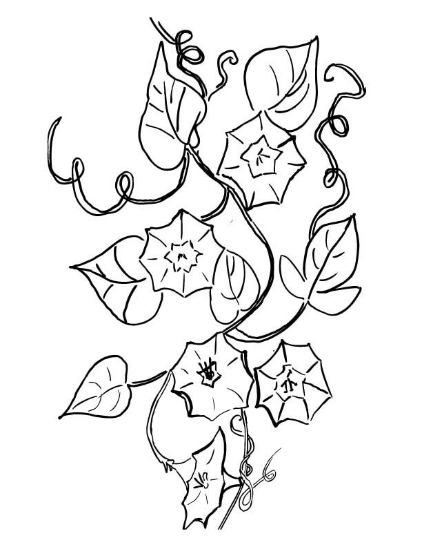 Campanula Bell Flower